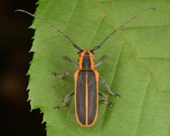 Saperda lateralis