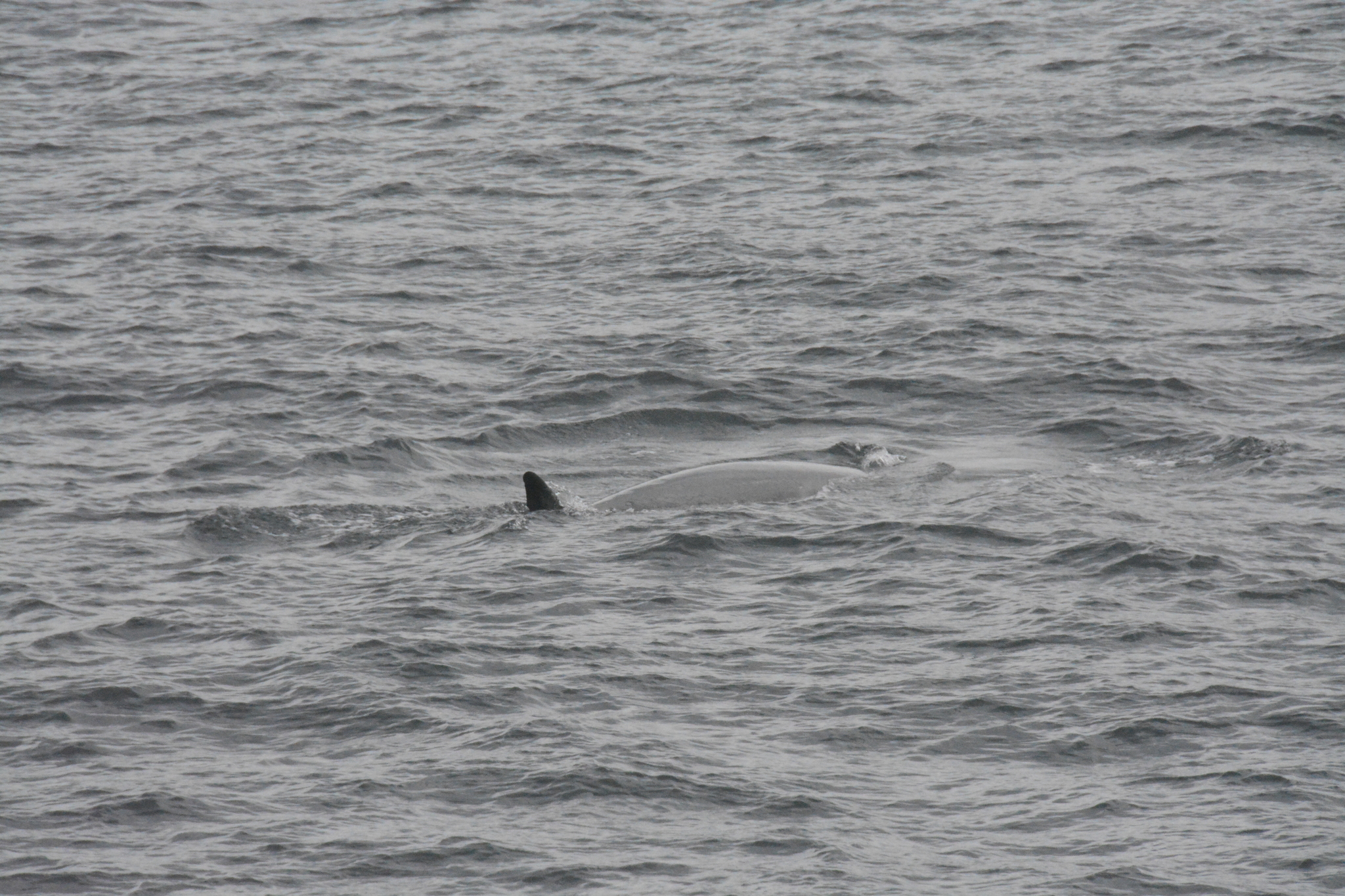 Balaenoptera borealis
