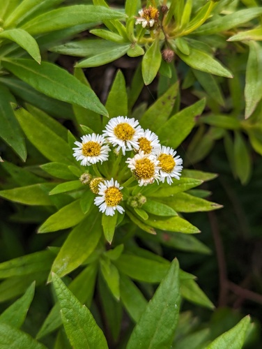 Lance-leafed Darwin's shrub (Darwiniothamnus lancifolius)