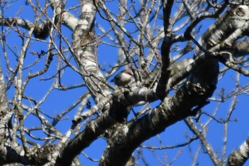 Brown-headed Nuthatch (Sitta pusilla), photo 2