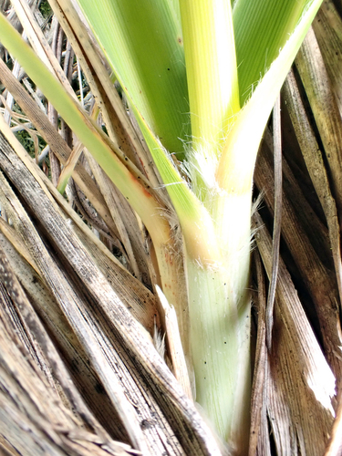Austroderia turbaria, photograph 3