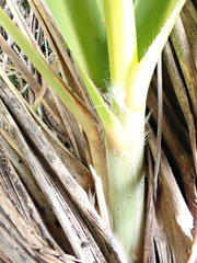Austroderia turbaria, photograph author not stated, no rights reserved