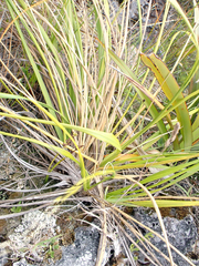 Austroderia turbaria, photograph author not stated, no rights reserved