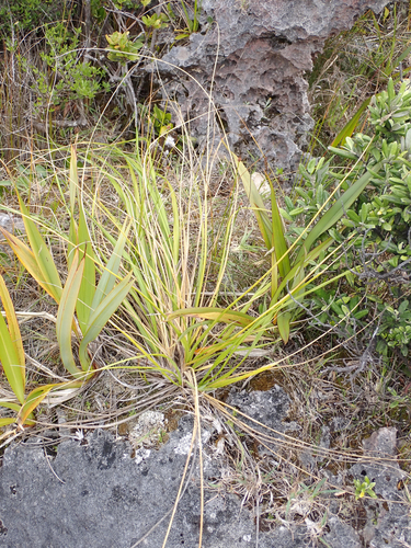 Austroderia turbaria