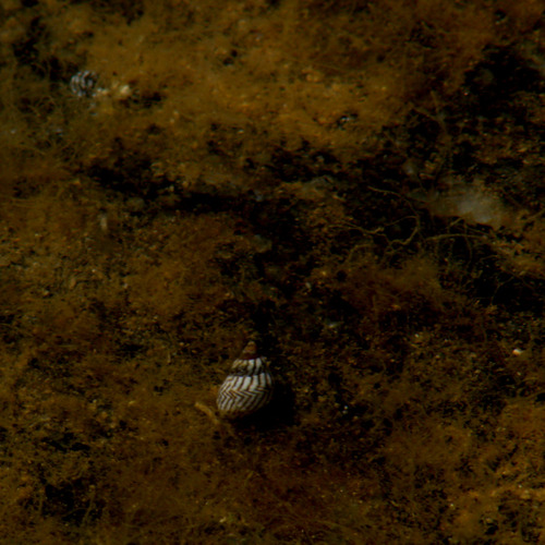 Echinolittorina lineolata