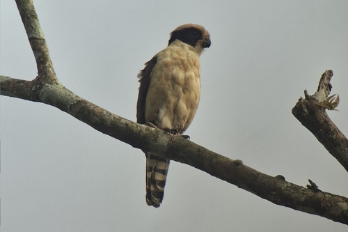 Laughing Falcon (Herpetotheres cachinnans), photo 7