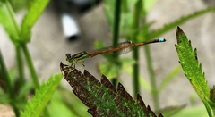 Ischnura aurora aurora