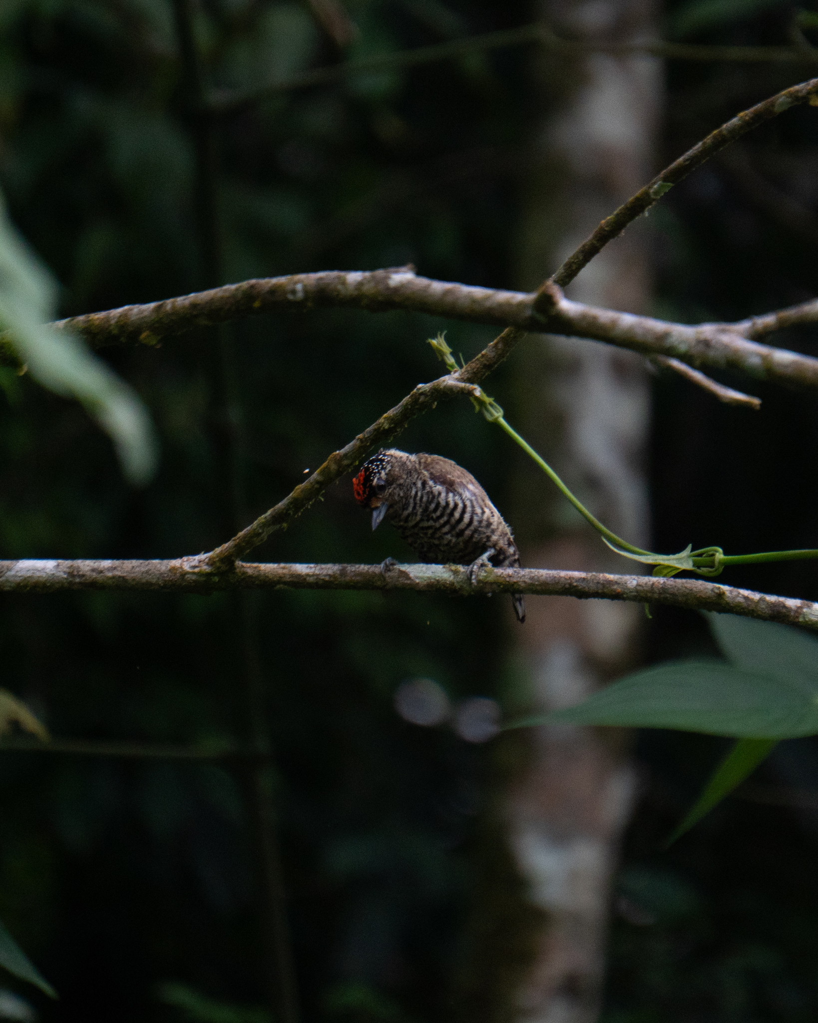 White-barred Piculet (Picumnus cirratus), photo 2