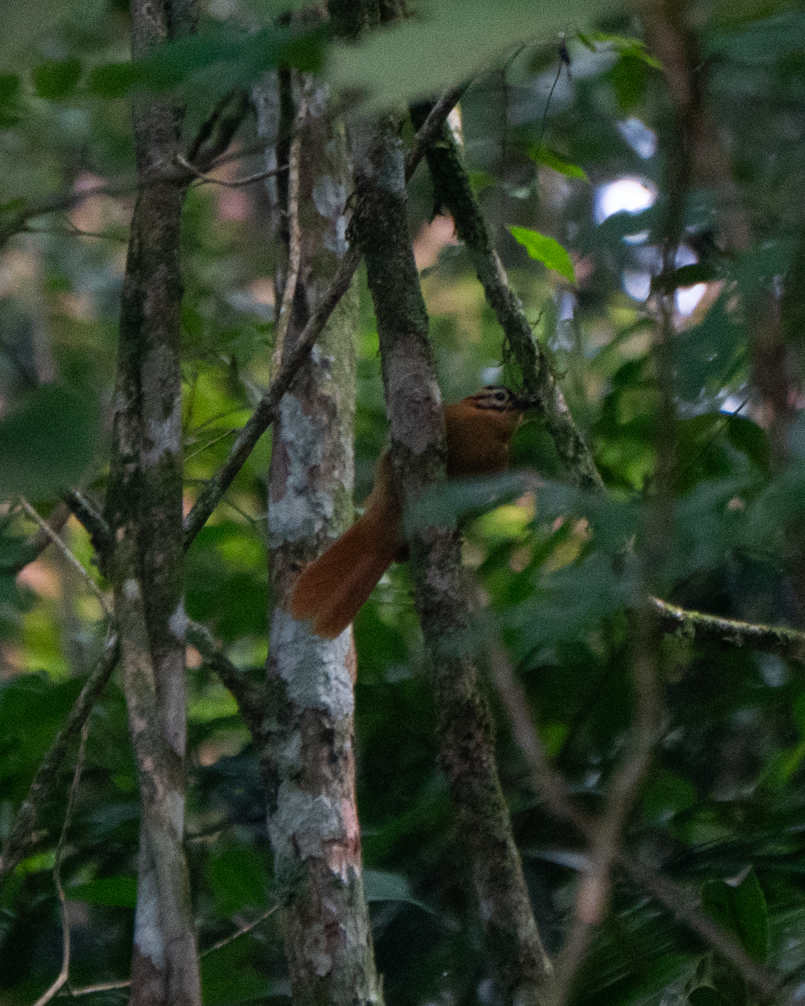 Black-capped Foliage-gleaner (Philydor atricapillus), photo 2