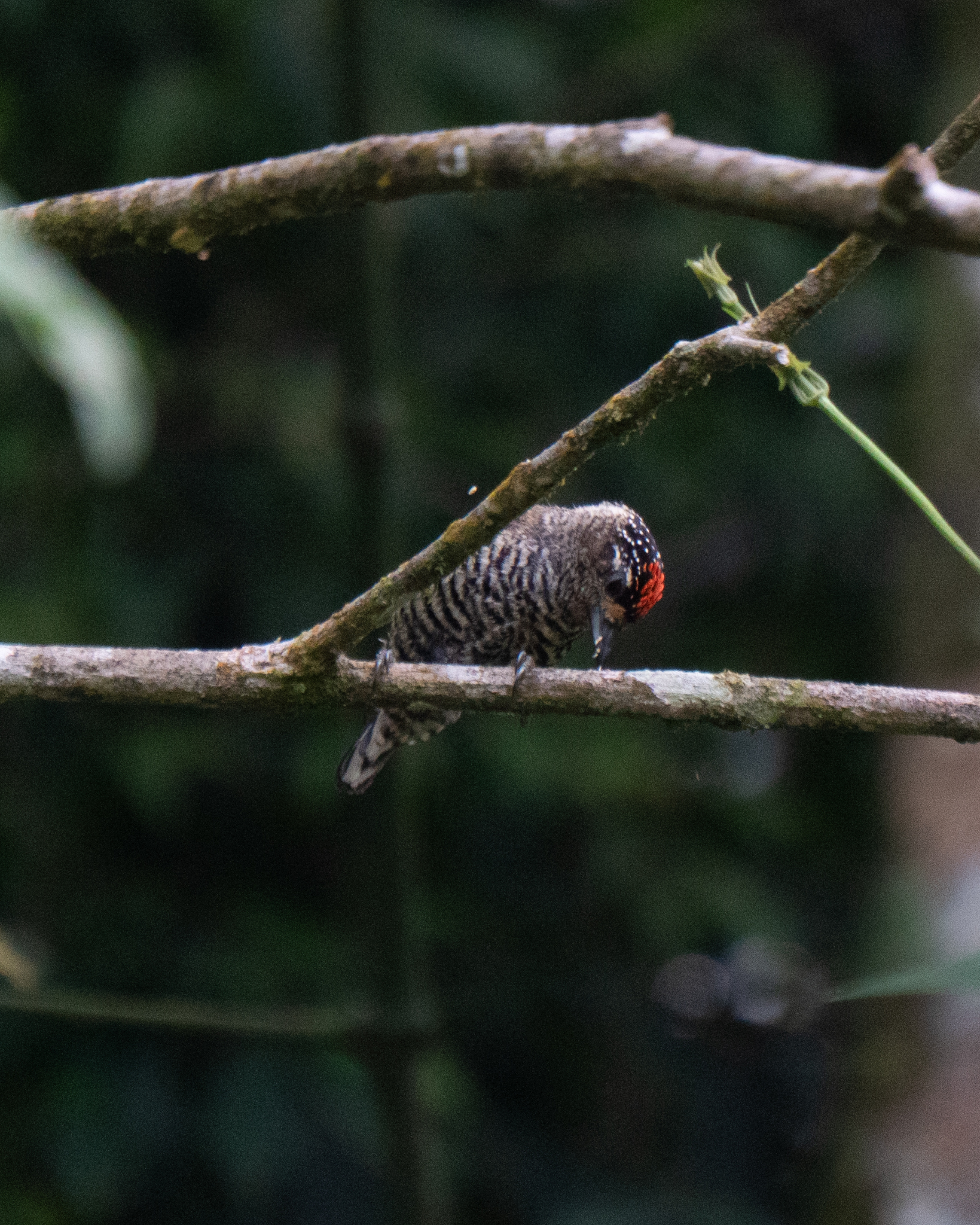 White-barred Piculet (Picumnus cirratus), photo 3