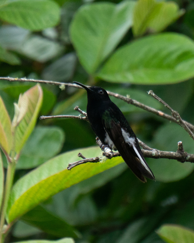 Black Jacobin (Florisuga fusca), photo 4