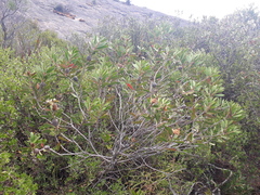 Melaleuca globifera