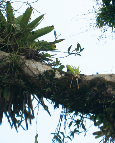 Plain Parakeet (Brotogeris tirica), photo 7