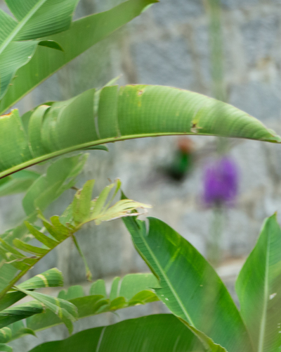 Frilled Coquette (Lophornis magnificus)