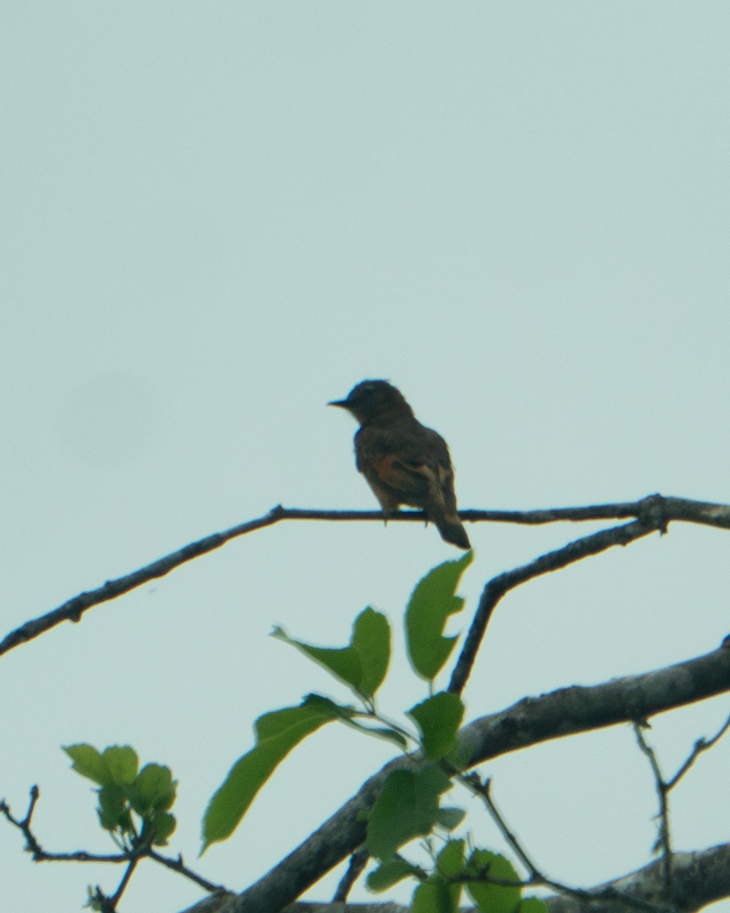 Cliff Flycatcher (Hirundinea ferruginea), photo 3