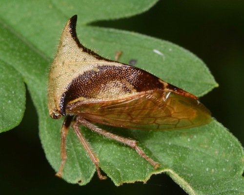 Two-horned Treehopper photo 3