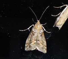 Eudonia submarginalis