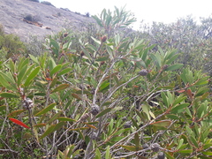 Melaleuca globifera