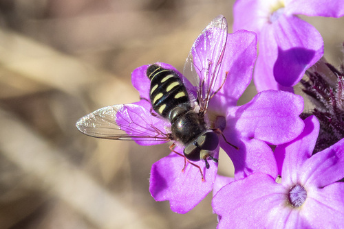 Unknown species found near Portal, AZ 85632, USA