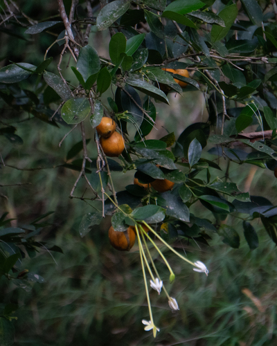 Needle Flower Tree (Posoqueria latifolia)