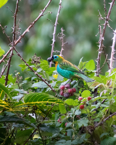 Brassy-breasted Tanager (Tangara desmaresti)