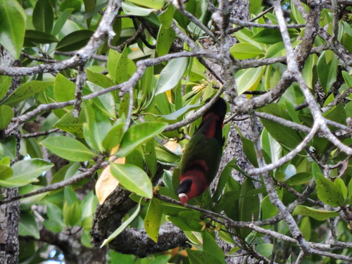 Lorius hypoinochrous observed 2025-12-25