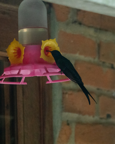 Swallow-tailed Hummingbird (Eupetomena macroura), photo 7