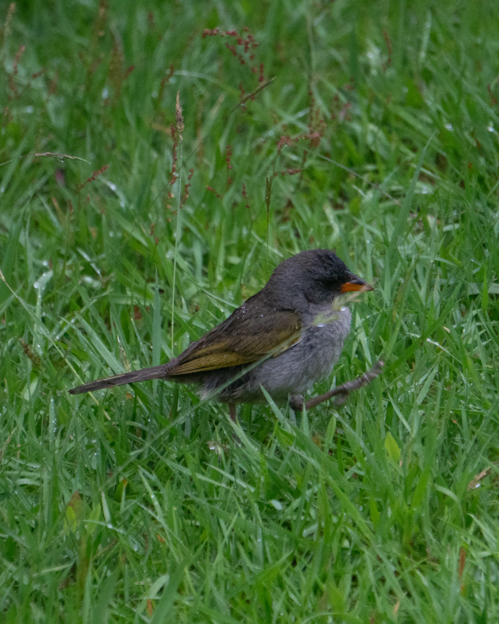 Pampa Finch (Embernagra platensis), photo 10