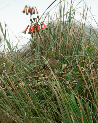 Itatiaia Spinetail (Asthenes moreirae), photo 6
