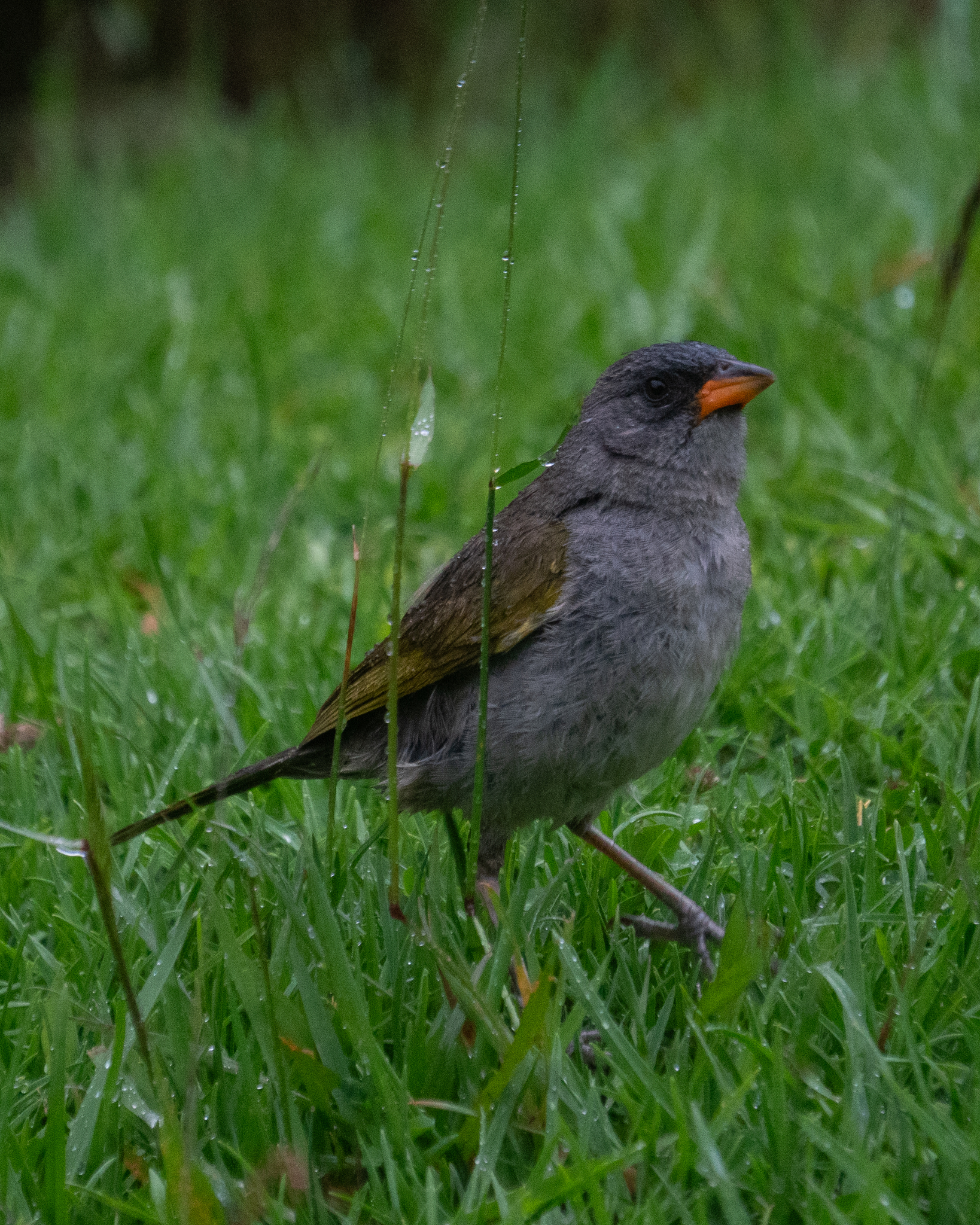 Pampa Finch (Embernagra platensis), photo 9