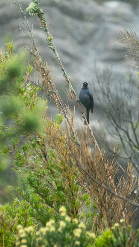 Diademed Tanager (Stephanophorus diadematus), photo 2
