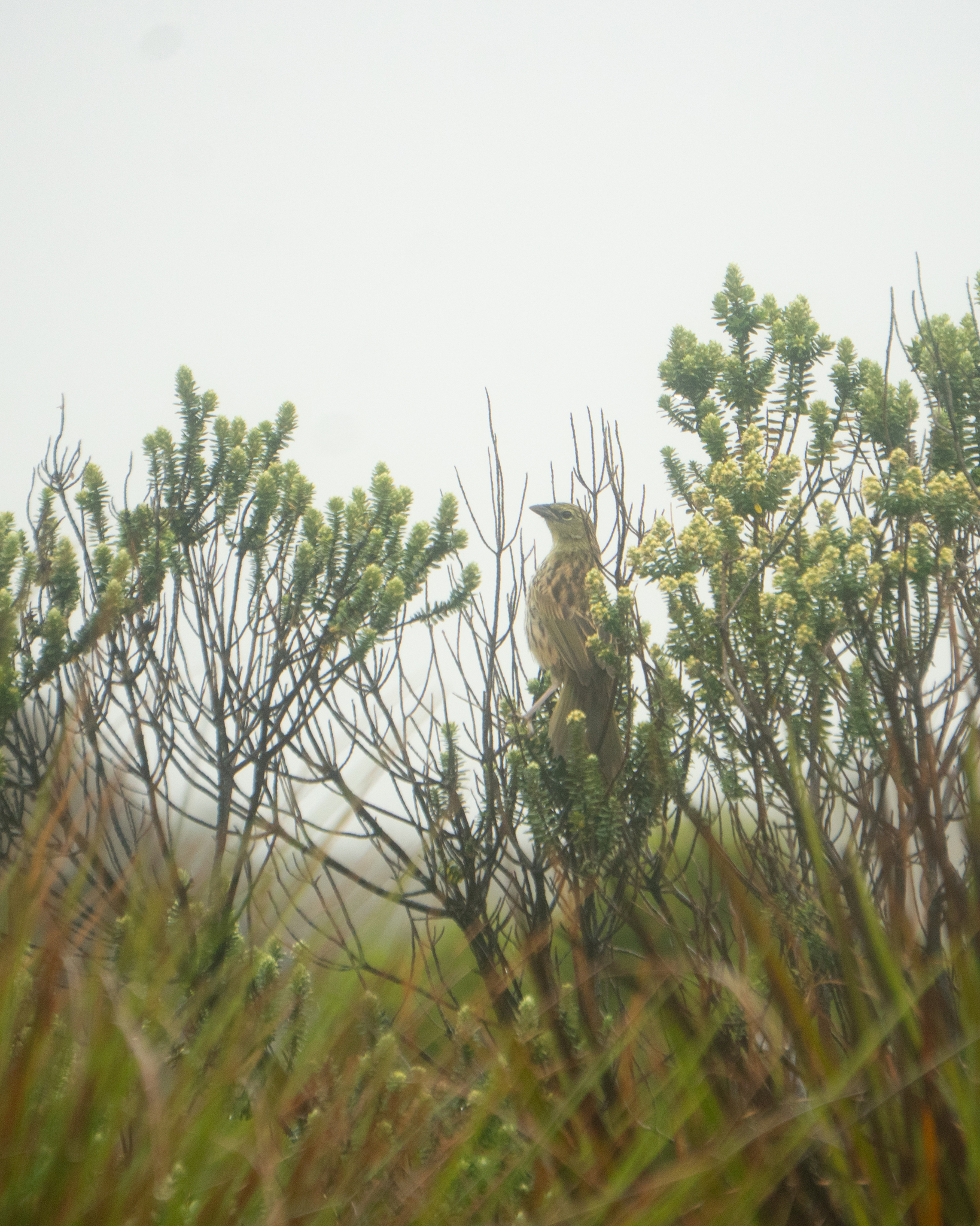 Pampa Finch (Embernagra platensis), photo 3