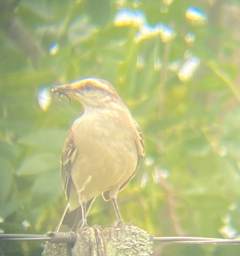 Chalk-browed Mockingbird