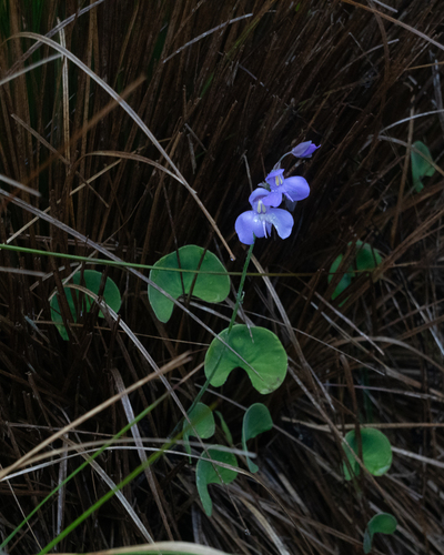 Kidney-leaf Bladderwort (Utricularia reniformis)