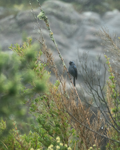 Diademed Tanager (Stephanophorus diadematus), photo 1