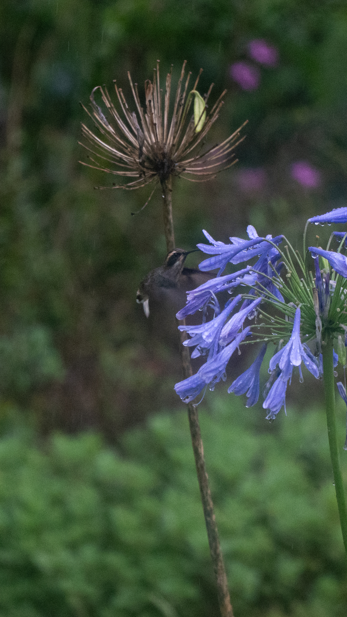 Scale-throated Hermit (Phaethornis eurynome), photo 2