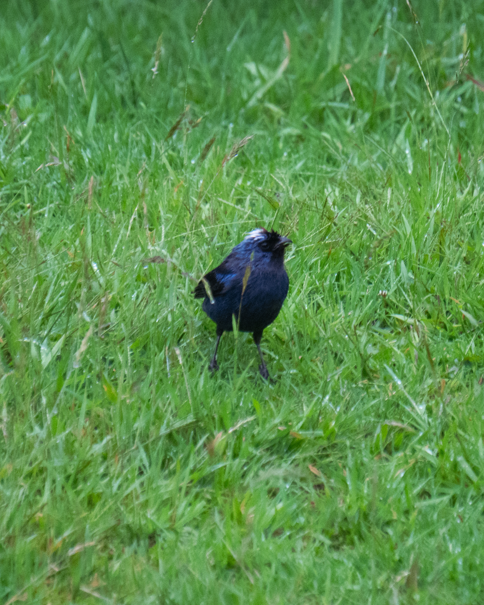 Diademed Tanager (Stephanophorus diadematus), photo 5
