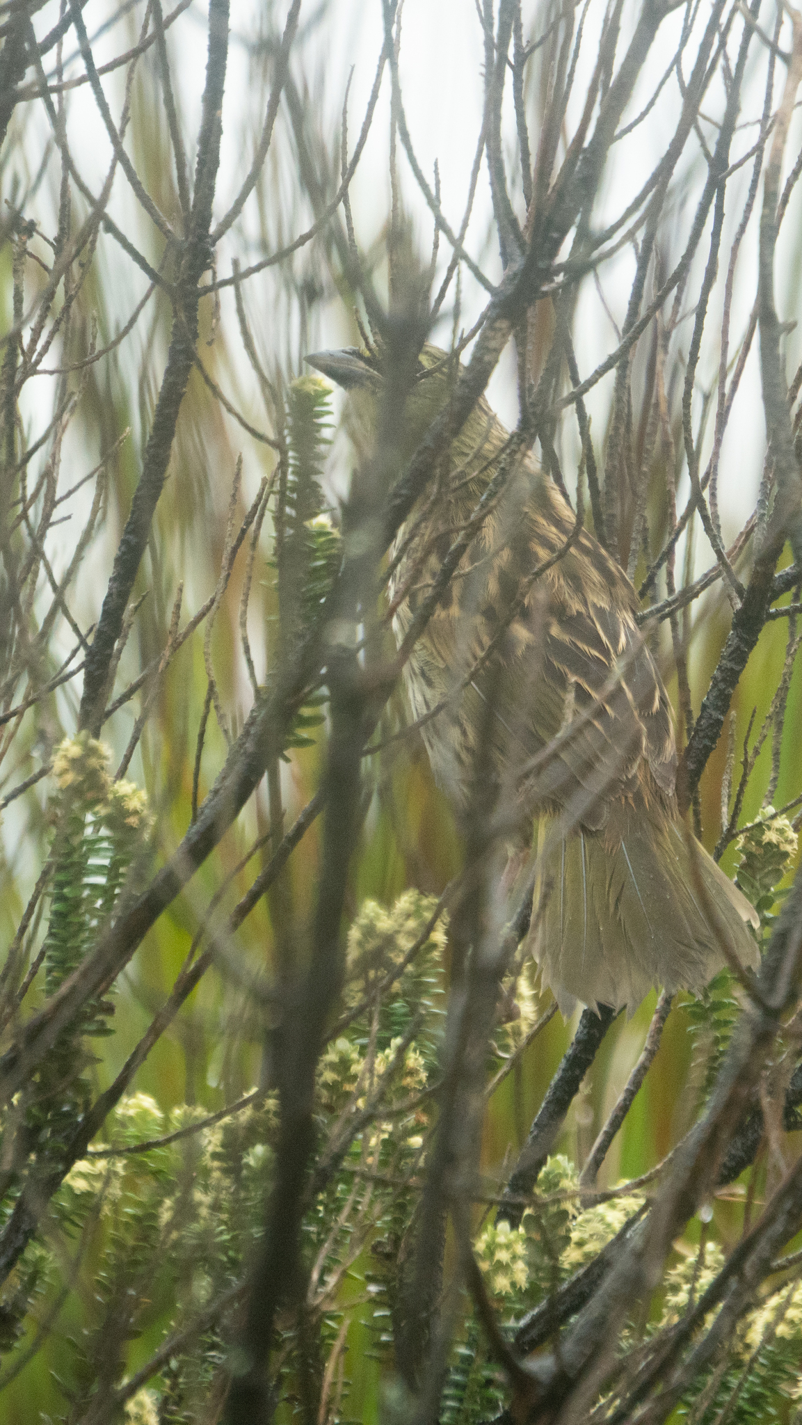 Pampa Finch (Embernagra platensis), photo 4