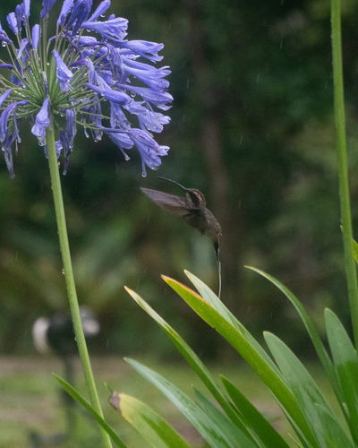 Scale-throated Hermit (Phaethornis eurynome)