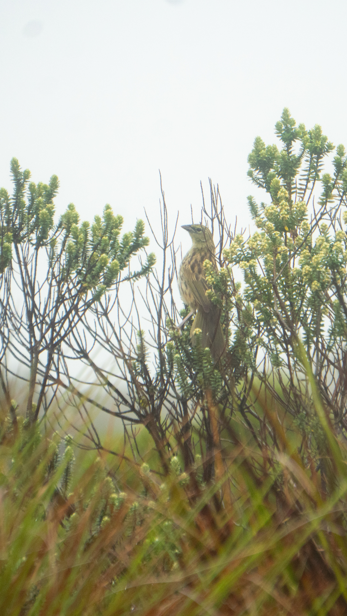 Pampa Finch (Embernagra platensis), photo 5