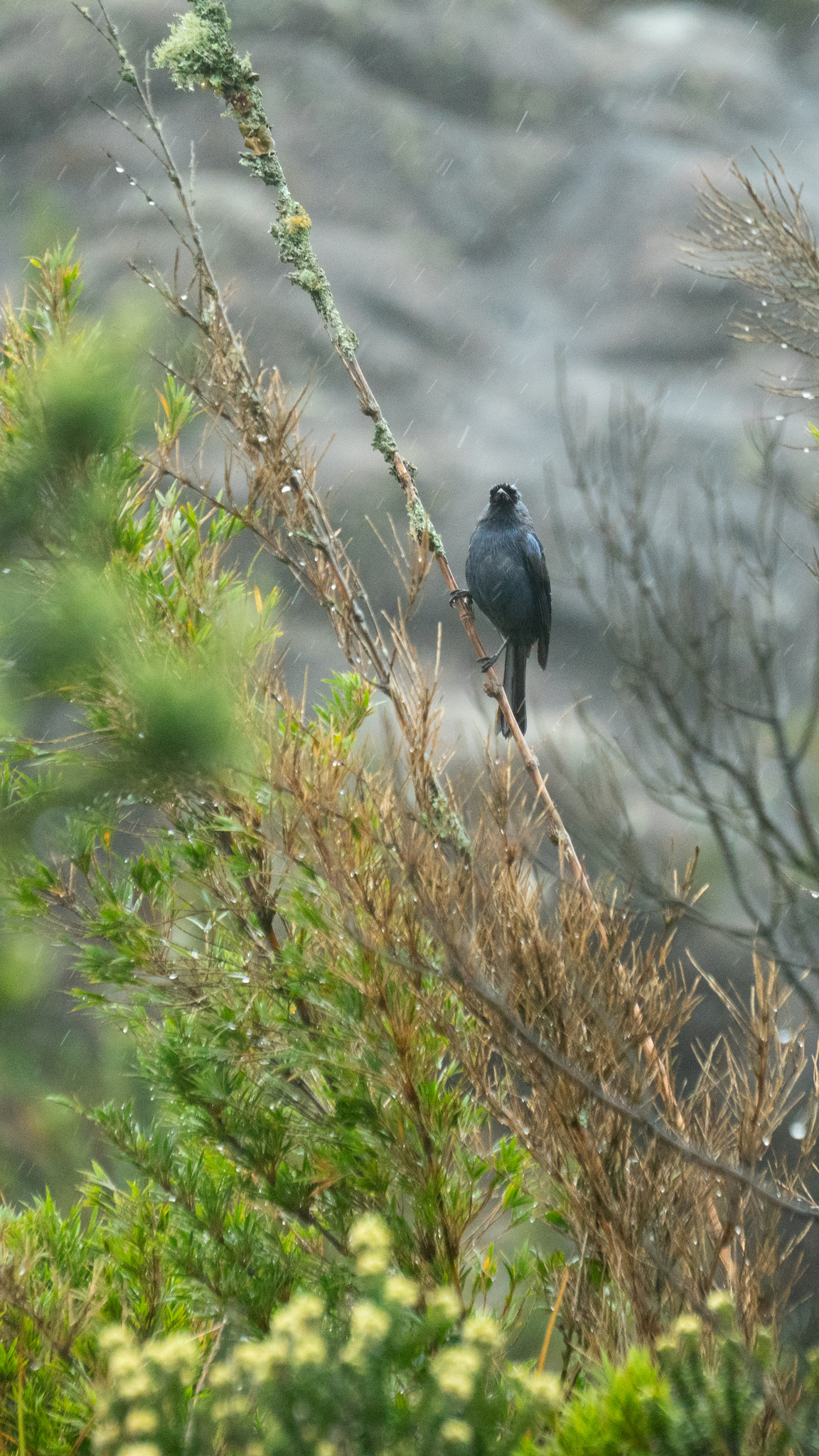 Diademed Tanager (Stephanophorus diadematus), photo 3