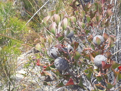 Isopogon