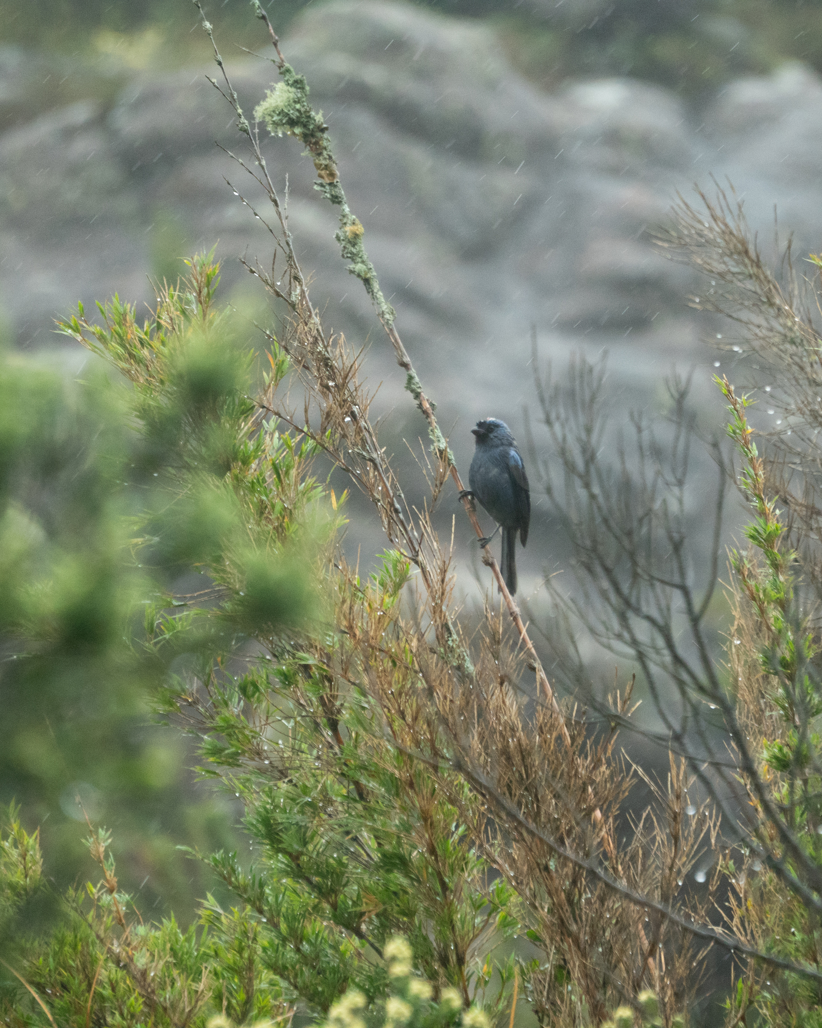 Diademed Tanager (Stephanophorus diadematus), photo 4