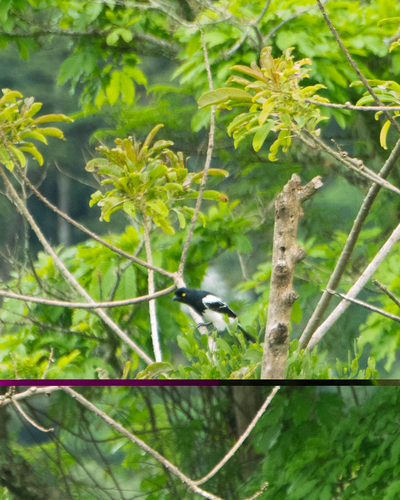 Magpie Tanager (Cissopis leverianus), photo 2