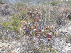 Isopogon