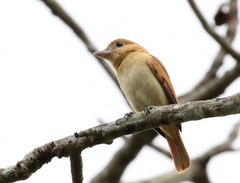 Pachyramphus homochrous