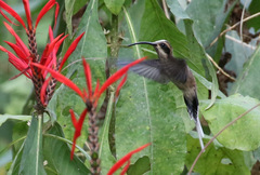 Phaethornis anthophilus