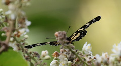 Chlosyne narva