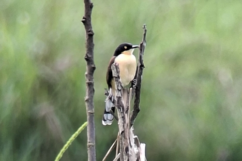 Black-capped Donacobius (Donacobius atricapilla), photo 3