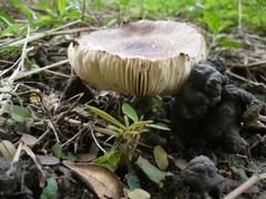 Agaricales